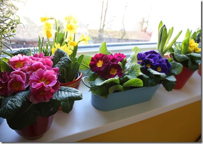 spring flowers