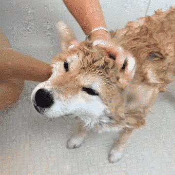 Giphy